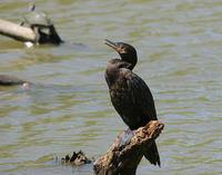 Neotropic Cormorant - Phalacrocorax brasilianus