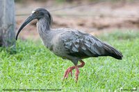 Plumbeous Ibis - Theristicus caerulescens