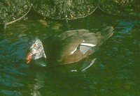 White-winged Duck - Cairina scutulata