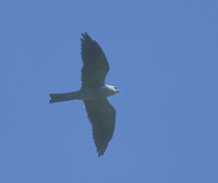 Mississippi Kite (Ictinia mississippiensis) photo