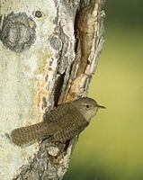 House Wren (Troglodytes aedon) photo