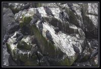 Inca Tern - Larosterna inca