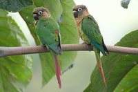 Maroon-bellied Parakeet - Pyrrhura frontalis