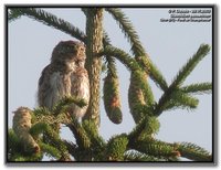 Eurasian Pygmy-Owl - Glaucidium passerinum