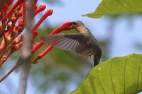 Needle-billed Hermit - Phaethornis philippii