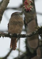 Barred Puffbird - Nystalus radiatus