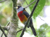 Toucan Barbet - Semnornis ramphastinus