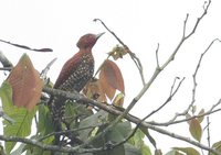 Cinnamon Woodpecker - Celeus loricatus