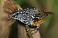 Warbling Antbird - Hypocnemis cantator