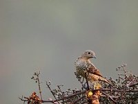 Blue Cotinga - Cotinga nattererii