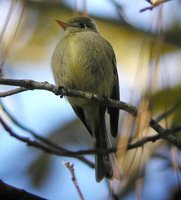 Pine Flycatcher - Empidonax affinis