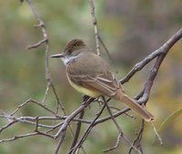 Dusky-capped Flycatcher - Myiarchus tuberculifer