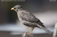 Chiguanco Thrush - Turdus chiguanco