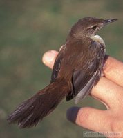 African Bush-Warbler - Bradypterus baboecala