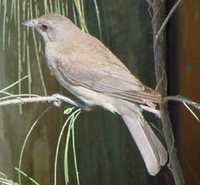 Gray Shrike-Thrush - Colluricincla harmonica