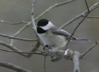 Carolina Chickadee - Poecile carolinensis