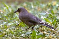 Gray Currawong - Strepera versicolor