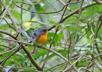 Flame-throated Warbler - Parula gutturalis