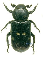 Clinterocera obsoleta - 홀쭉꽃무지