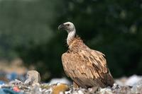 Griffon Vulture