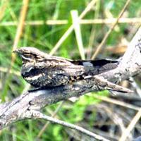 Eurasian Nightjar