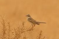 Whitethroat