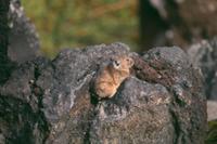 Northern Pika (Ochotona hyperborea)