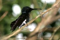 Black  jacobin   -   Melanotrochilus  fuscus   -   Giacobino  nero