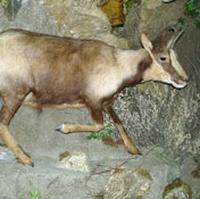 cantabrian chamois