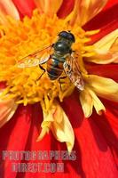 Feeling of summer , hover fly on dahlia Ann Breckenfelder stock photo