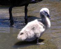 Black Swan Cygnet