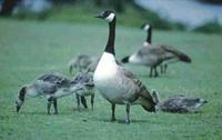 Canada Goose © WWT