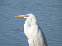 중대백로 Great Egret  Egretta alba modesta