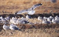 갈매기 (Common Gull) Larus canus