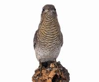 개미잡이 Wryneck | Jynx torquilla