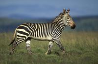 ...Cape Mountain Zebra, Equus zebra zebra, endangered species, Mountain Zebra National Park, South 