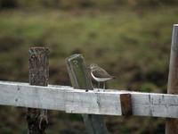 Green Sandpiper (Tringa ochropus)