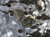 : Alytes obstetricans; Midwife Toad