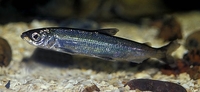 Vendace Coregonus albula