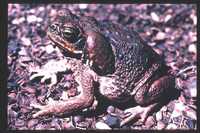 : Bufo marinus; Cane Toad