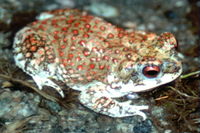 : Bufo punctatus; Red-spotted Toad