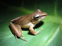 : Craugastor talamancae