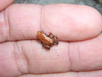 : Eleutherodactylus cubanus