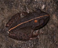 : Platymantis vitianus; Fiji Ground Frog