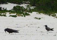 : Anous stolidus pileatus; Brown Noddy Tern