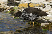 : Choephaga hybrida; Kelp Goose