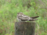 : Chordeiles minor; Common Nighthawk