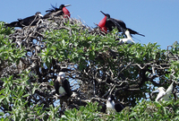 ... rubripes; Great Frigatebird Male And Red Footed Boobies