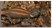 : Tylototriton kweichowensis; Red-tailed Knobby Newt