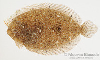 : Bothus pantherinus